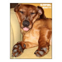 Super Cute Sleeping Spunky - Poster posters by ArielRebel Super Cute Sleeping Spunky - Poster posters