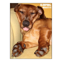 Super Cute Sleeping Spunky - Poster posters