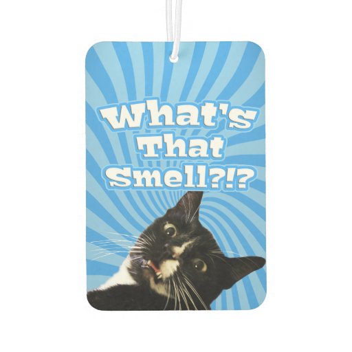 7 Best Air Purifying House Plants That Are Safe For Cats Lifesoever
