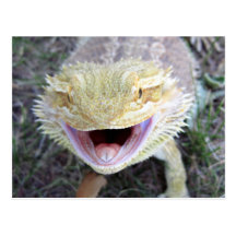 Super Happy Bearded Dragon Postcard