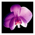 SUPER ORCHID posters