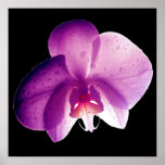 SUPER ORCHID posters