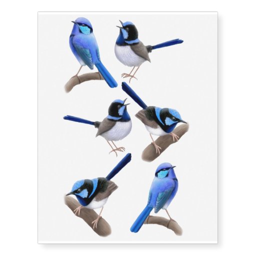 superb fairy wren birds temporary tattoos zazzle superb fairy wren birds temporary tattoos zazzle