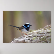 Superb Fairy-wren Posters