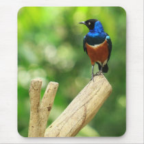 Superb Starling Bird Mousepad