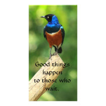 Superb Starling Bird  Quote Photo Card