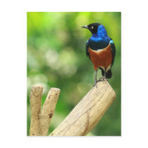 Superb Starling Postcard