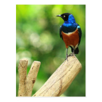 Superb Starling Postcard