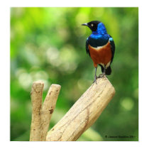 Superb Starling Posters