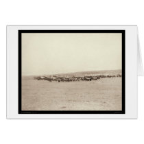 Supply Wagons & Pack Mules SD 1887 cards by lc_grabill Supply Wagons & Pack Mules SD 1887 cards