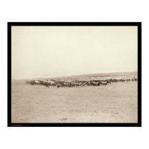 Supply Wagons & Pack Mules SD 1887 posters by lc_grabill Supply Wagons & Pack Mules SD 1887 posters