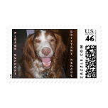 SUPPORT BRITTANY RESCUE postage