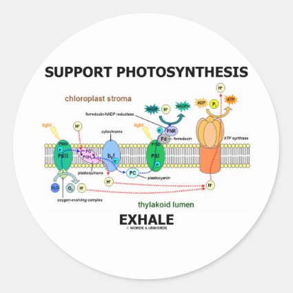 Support Photosynthesis Exhale (Biochemistry Humor) Round Sticker