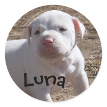 Support Your Local Shelter stickers