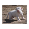 Support Your Local Shelter Today postcards
