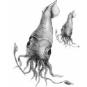 Suqid, Squid, Squid t-shirts