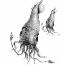 Suqid, Squid, Squid t-shirts