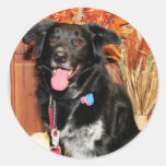 Sur - Blue Heeler - Photo-14 Sticker