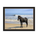 Surf Horse Postcards