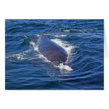Surfacing Humpback Whale Greeting Card