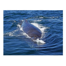 Surfacing Humpback Whale Postcard