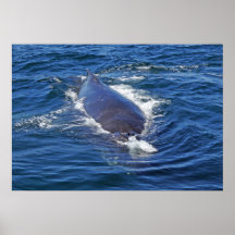Surfacing Humpback Whale Print