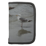 Surf'in Sea Gulls at Port San Luis, California Organizers