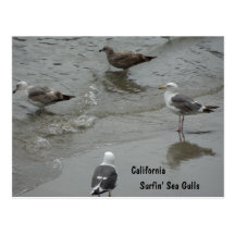 Surf'in Sea Gulls at Port San Luis, California Post Cards