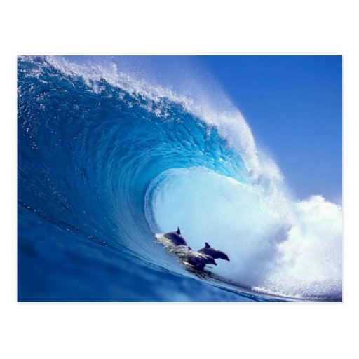 Surfing Dolphins Post Cards