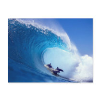 Surfing Dolphins Post Cards