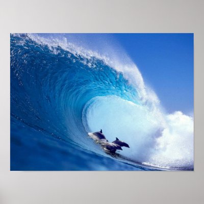 Surfing Dolphins Posters