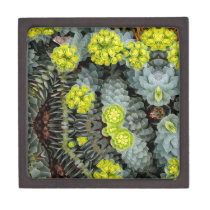 Surge May 2013 Premium Trinket Box