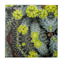 Surge May 2013 Tiles