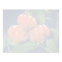 Surinam cherry the edible-fruit (Eugenia uniflora) Custom Letterhead
