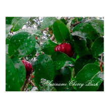 Suriname Cherry Bush Postcard
