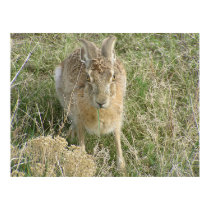 Surly Jackrabbit posters