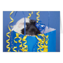 Surprise Guinea Pig Greeting Card cards