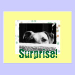 Surprise Postcard postcards