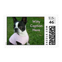 Surprised Boston Terrier postage by puppydogs Surprised Boston Terrier postage