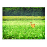 Surprised, deer in the fields Lomo Post Card