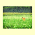 Surprised, deer in the fields Lomo postcards