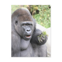 Surprised Gorilla Post Cards