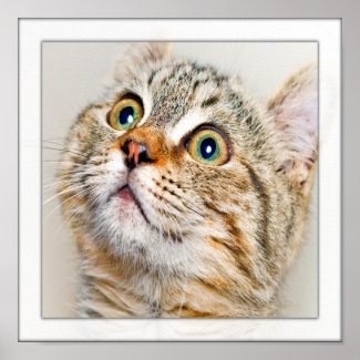 Surprised Kitten Face print