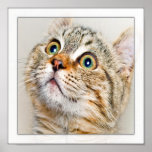 Surprised Kitten Face Posters
