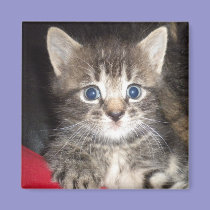 Surprised Kitten Magnet magnets