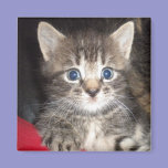 Surprised Kitten Magnet