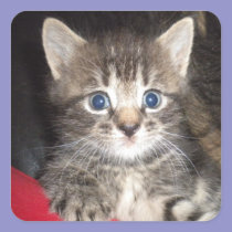 Surprised Kitten stickers stickers
