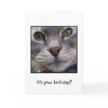 Surprized Cat, It's your birthday? Cards