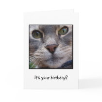 Surprized Cat, It's your birthday? Cards