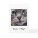 Surprized Cat, It's your birthday? cards